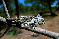 European chameleon shedding skin {Chamaeleo chamaeleon} Spai