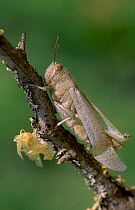 Migratory locust skin drying after moult {Locusta migratoria} Spain