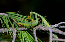 European praying mantis female eats male after mating. Spain {Mantis religiosa} Sequence 5/6