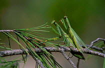 European praying mantis pair mating. {Mantis religiosa} Spain. Sequence 3/6