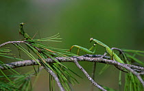 European praying mantis pair before mating. Spain. {Mantis religiosa} Sequence 1/6