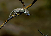 European chameleon feeding on grasshopper. Sequence 3/3. {Chamaeleo chamaeleon} Spain