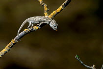 European chameleon feeding on grasshopper. Sequence 1/3. {Chamaeleo chamaeleon} Spain