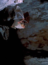 Greater mouse eared bat flying {Myotis myotis} Spain