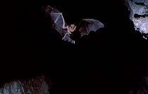 Greater horseshoe bat flying {Rhinolophus ferrumequinum} Spai