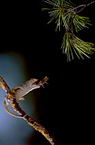 European chameleon feeding on grasshopper. Sequence 3/3. {Chamaeleo chamaeleon} Spain