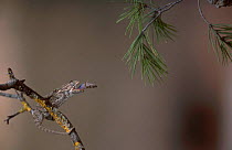 European chameleon feeding on grasshopper. Sequence 2/2. {Chamaeleo chamaeleon} Spain