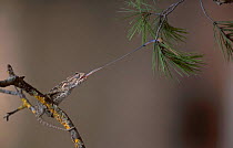 European chameleon feeding on grasshopper. Sequence 1/2. {Chamaeleo chamaeleon} Spain