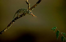 European chameleon predating mantis. Sequence 3/3. {Chamaeleo chamaeleon} Spain
