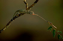 European chameleon predating mantis. Sequence 2/3. {Chamaeleo chamaeleon} Spain