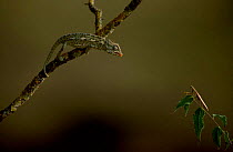 European chameleon predating mantis. Sequence 1/3. {Chamaeleo chamaeleon} Spain