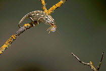 European chameleon feeding on grasshopper. {Chamaeleo chamaeleon} Spain