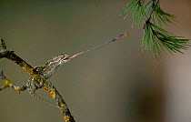European chameleon predating grasshopper. Sequence 2/2. {Chamaeleo chamaeleon} Spain