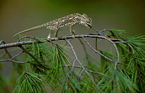 European chameleon predating grasshopper. Sequence 1/2. {Chamaeleo chamaeleon} Spain