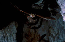 Greater mouse eared bat flying {Myotis myotis} Spain