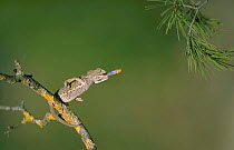 European chameleon predating grasshopper. {Chamaeleo chamaeleon} Spain