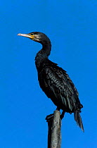 Common cormorant {Phalacrocorax carbo} Spain