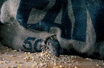 House mouse feeding on grain {Mus musculus} C UK