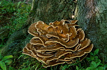 Giant polypore fungus on beech. UK {Polyporus giganteus} UK