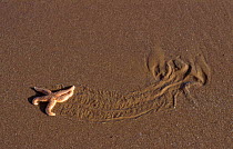 Common starfish moving across sand {Asterias rubens} UK
