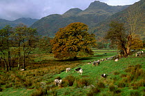 Herdwick sheep grazing Great Langdale Lake District NP Cumbria UK