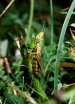 Meadow grasshopper {Chorthippus parallelus} Wiltshire UK