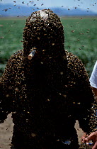 Bee man mimics queen Honey bee pheromone. Bees are attracted to protect him. {Apis mellifera}