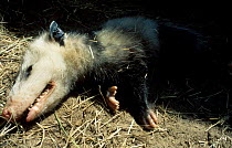 Virginia opossum {Didelphis virginiana} feigning death USA