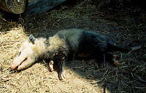 Virginia opossum {Didelphis virginiana} feigning death USA