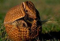 Brazilian three banded armadillo curled in protective ball {Tolypeutes tricinctus}