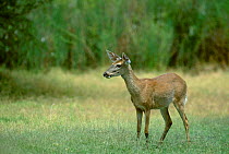 White tailed deer {Odocoileus virginianus} Texas USA