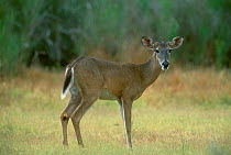 White tailed deer {Odocoileus virginianus} Texas USA