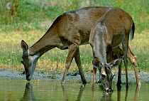 Two White tailed deer drinking {Odocoileus virginianus} Texas USA