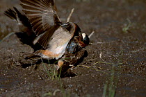 American cliff swallow attempted rape {Hirundo petro- chelidon pyrrhonota} USA Nebrask