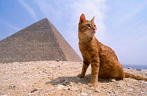 Feral Ginger cat in front of Pyramid {Felis catus} Giza Egypt