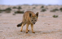 Argentine grey fox {Pseudolopex griseus} in Atacama desert Pan de Azucar Park Chile