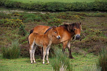 Exmoor pony with foal {Equus caballus} Exmoor NP Devon UK