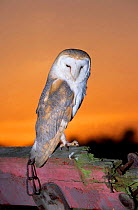 Barn owl portrait at sunset {Tyto alba} South Yorkshire UK