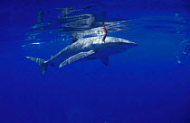 Dusky shark feeding at surface {Carcharhinus obscurus} Red Sea Bronce whaler