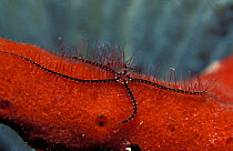 Brittlestar {Ophiothrix suensonii} on sponge Caribbean