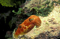 Cuttlefish {Sepia apama} Jervis bay, Australia