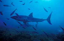Great white shark {Carcharodon carcharias} South Australia