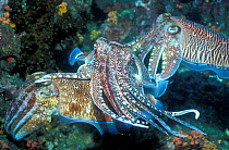 Broadclub cuttlefish male guarding female {Sepia latimanus} Andaman sea,