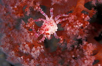 Soft coral spider crab {Hoplophrys oatesii} on soft coral {Dendronephthya sp}