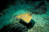 Blue spotted stingray {Dasyatis kuhli} Andaman sea
