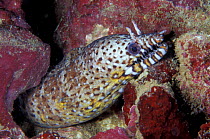Dragon moray eel {Enchelycore pardalis} French Polynesia