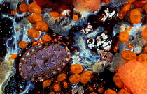 Lined chiton {Tonicella lineata} primitive mollusc British Columbia Canada