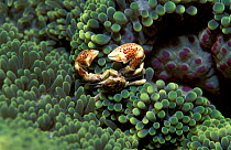 Anemone crab in sea anemone {Neopetrolisthes ohshimai} Philippines