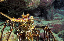Blue rock lobster {Panulirus femoristriga} Papua New Guinea