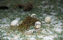 Land hermit crabs {Coenobitidae} feed on Giant tortoise dung, Aldabra,
